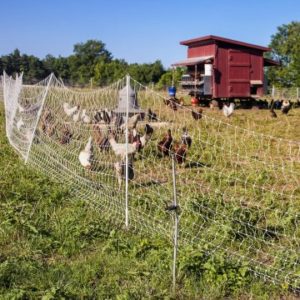 Key Benefits of Using Electric Fence Netting