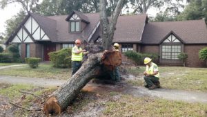 tree services