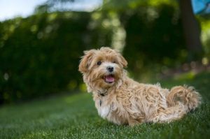 CBD oil for dogs