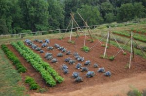 vegetable plants
